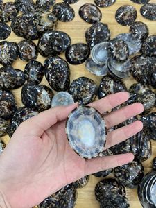 Venta al por mayor de conchas de Lapa de mar naturales de alta calidad para manualidades, decoración de joyas, precio inferior para compradores a granel - Product Image 5