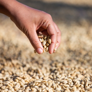 Grains de café robusta arabica de haute qualité, variété de traitement torréfié - Product Image 2
