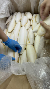 Atacado de Marca Própria OEM/ODM Papagaio Aves Alimentos para Animais de Estimação Ossos de choco secos Preço competitivo diretamente da fábrica - Product Image 5
