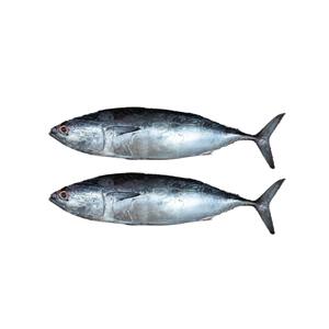 Atún de barrilete congelado, capturado en estado salvaje, ultracongelado y perfecto para las industrias conserveras - Product Image 3