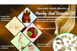 Aceite esencial puro de Venta caliente-Aceite de semilla de perejil para aromaterapia y cosméticos Precio de fábrica - Product Image 6