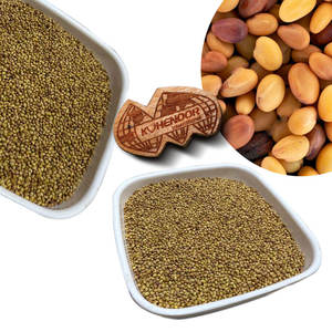 Trèfle Berseem | Croissance végétative rapide en saisons fraîches - Product Image 4