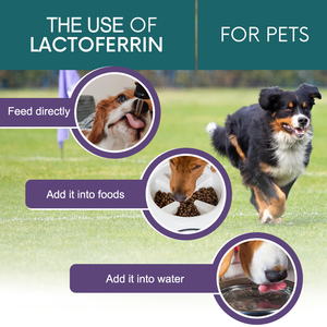 OEM ODM <span class=keywords><strong>lattoferrina</strong></span> gocce ridurre l'infiammazione per pet <span class=keywords><strong>lattoferrina</strong></span> controllo gatto starnuti prevenzione del raffreddore per cani - Product Image 4