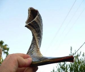 Cuernos de soplado naturales de alta calidad Shofars para ceremonias religiosas en India Cuerno Premium Sofar por F S International - Product Image 2