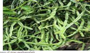 ผงซิสซัสควอดรานจูลาริสซิสซัสธรรมชาติบริสุทธิ์สำหรับ100% เพื่อสุขภาพ - Product Image 2