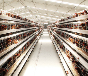 Système de cages en batterie de type A pour poules pondeuses avec mangeoire et ligne d'abreuvement par pipette - Product Image 4
