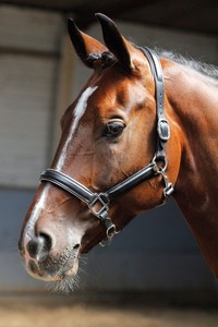 Le collier de tête en cuir de cheval/Headstall noir avec passepoil argenté avec matériel en laiton argenté avec repose rapide snap - Product Image 4
