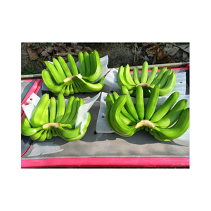 <b>Fresh</b> Bulk Packed Green <b>Banana</b> For Cooking And Ripening Long Shelf Life Unripe <b>Banana</b> Ready For Wholesale And Distribution - Product Image 5