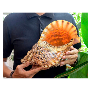 Concha marina a granel Animal estilo Vietnam Natural enorme trompeta Tritón amonita decoración pulida gran Caracol Tritón Shell para artesanía. - Product Image 5
