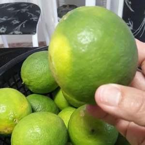 Citron/lime sans pépins frais de haute qualité en provenance du Vietnam, riches en nutriments - Product Image 4
