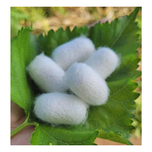 Authentique cocon de ver à soie naturel jaune blanc cocon de ver à soie brut de qualité supérieure idéal pour les produits à base de plantes et textiles en fil de soie - Product Image 6