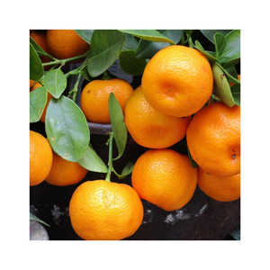 Mandarine douce Orange agrumes frais Oranges et mandarines - Product Image 4