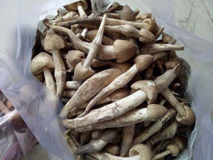 <b>TOP</b> SELLING Termite <b>Mushroom</b> King <b>Mushroom</b> Good for Health Fresh Black Termite <b>Mushroom</b> Made in Vietnam Wholesale Price - Product Image 6