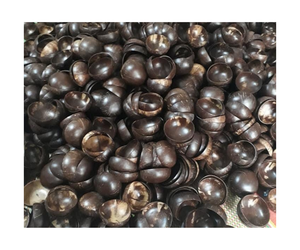 Tazón de cáscara de coco hecho a mano 100% natural ecológico Tazón de coco pulido hecho en Vietnam - Product Image 1