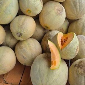 Melones Frescos Orgánicos, Proveedor Vietnamita de Primera Calidad, Excelente Empaque, Fruta Tropical de la Mejor Calidad con Sabor Dulce, Venta al por Mayor - Product Image 5