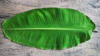 Groene Bananenbladeren-Het Perfecte Natuurlijke Ingrediënt Voor Culinair En Vakmanschap