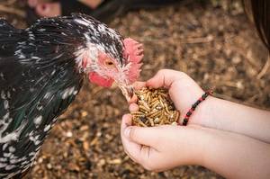 Gusanos de harina secos y crujientes para fabricación/Sra. Katty - Product Image 6