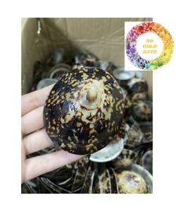 เปลือกลิมเพตขัดเงาสวยงาม: สินค้าจำนวนมากคุณภาพสูงสำหรับงานฝีมือและการออกแบบชายฝั่ง - Product Image 5