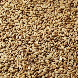 Cerveceros secos frescos Granos ricos en contenido de fibra Cerveceros Granos perfectos para la nutrición de aves de corral Vaca y ganado - Product Image 3