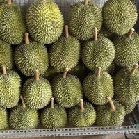 Premium Vietnamese verse durian voor export en groothandel
