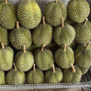 Durian frais du Vietnam de qualité supérieure pour l'exportation et la vente en gros - Product Image 5