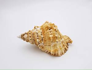 Coquille de cauri naturelle à vendre Coquilles de cauri blanches vides et propres séchées Coquillages en gros pour créateurs de bijoux et magasins de perles - Product Image 4