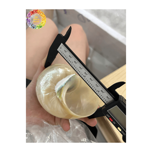 เปลือกหอยเทอร์โบเบอร์เกสไข่มุกขัดเงาสำหรับตกแต่งบ้านและหัตถกรรมเกรดพรีเมี่ยมจากเวียดนาม - Product Image 6