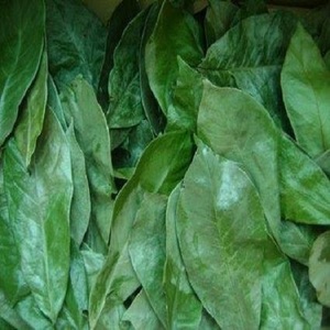 FEUILLES DE GRAVIOLA DU VIETNAM/FEUILLES DE SOURSOP SÉCHÉES DE HAUTE QUALITÉ POUR THÉ AUX HERBES À PRIX ABORDABLE - Product Image 4