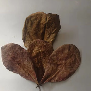 ใบไม้แห้งอัลมอนด์ของอินเดียสำหรับทำความสะอาดน้ำค่า PH ของตู้ปลากุ้งปลากัด - Product Image 5