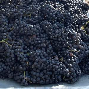 Uvas Negras Reales de Otoño - Uvas de Mesa Grandes Sin Semillas Clase 1, 18-24 mm, Más de 30 Días de Vida Útil para Exportación Mayorista Premium - Product Image 2