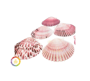 เปลือกหอยพัดมาตรฐานส่งออกสำหรับผลิตภัณฑ์แฮนด์เมดและงานฝีมือตกแต่ง - Product Image 4
