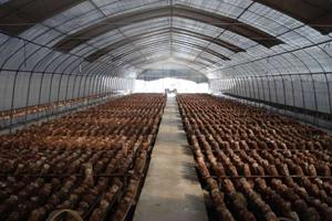 Invernadero Comercial para Cultivo de Hongos en EE. UU., 10x30m |   Sistema de Control de Humedad + Ventilación - Product Image 6