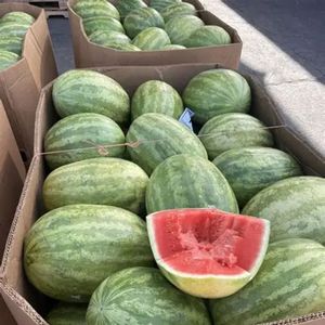 แตงโมไร้เมล็ด เกรด AA คุณภาพสูง สดใหม่ หวานฉ่ำ |   ผลผลิตสดใหม่ |   แตงโมเนื้อแดงคุณภาพส่งออก บลิ๊กส์สูง ฉ่ำอร่อย - Product Image 6