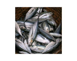 Pescado Atún Congelado Premium a Granel, Venta Caliente de Mariscos, Atún del Pacífico Entero Congelado, Compre el Mejor Atún Congelado - Product Image 2