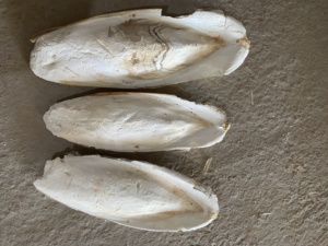 กระดูกปลาหมึก - Product Image 4