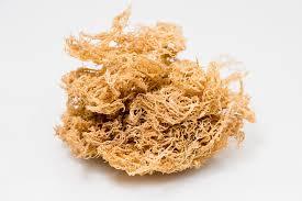 Vietnam <b>Dried</b> Sea <b>Moss</b> | Popular Export Item | 100% Natural | VIET DELTA - Product Image 4