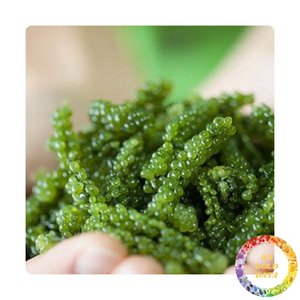 Raisin de mer frais du Vietnam riche en nutriments bons pour la santé et une peau éclatante | Prix de gros - Product Image 4