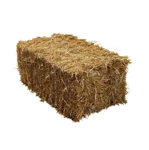 High Quality Alfalfa Hay Oats Hay Animal Feed for Sale