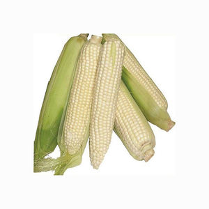 Maíz blanco de grado seco, sin OGM, apto para consumo humano y alimentación animal disponible con embalaje personalizado - Product Image 5