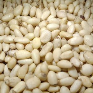 Graines de pin brutes biologiques en vrac directement de la source - Product Image 3