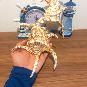 เพิ่มความสดใสภายในของคุณด้วยเปลือกหอยสังข์แมงมุม Chiragra ที่หรูหรา เปลือกหอยสังข์แมงมุมข้ออักเสบ - Product Image 1