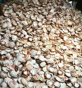 Fournisseur en gros de coquilles de coquillages naturelles et de coquilles de diamant en provenance du Vietnam pour la décoration et l'artisanat - Product Image 6