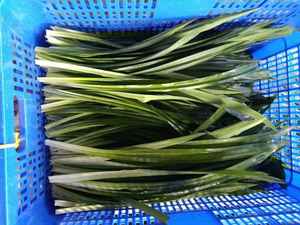 PROVEEDOR DE VIETNAM DE HOJAS PANDAN CONGELADAS/SECAS CON ECOLÓGICO Y LARGA VIDA ÚTIL - Product Image 5