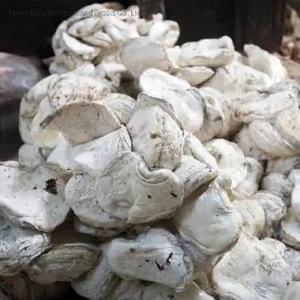 El mejor grado 60-72% DRC Taza de goma natural de alta calidad Productos de goma natural Premium - Product Image 5