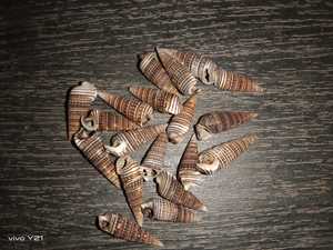 Conchas de mar naturales para la decoración del hogar y acuarios ideales para su reventa en una gran variedad de tamaños en diferentes colores. - Product Image 3