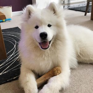 ร้อนที่มีคุณภาพที่ดีที่สุดกาแฟไม้สุนัขเคี้ยวของเล่นที่มีอยู่ทุกขนาดในเวียดนาม-Eco2go เวียดนาม - Product Image 2