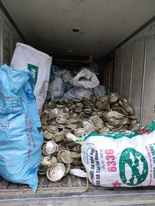 CONCHA DE ABALONA PULIDA NATURAL GRAN CANTIDAD ARCO IRIS LIGHT SAGE SMUDGING REPTIL COMIDA DECORACIÓN REGALOS + 84 767 550 132 - Product Image 4