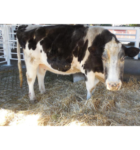 Venta al por mayor de vacas vivas de raza pura Holstein, terneras y toros para granjas lecheras y producción de carne. Exportación global disponible. - Product Image 3