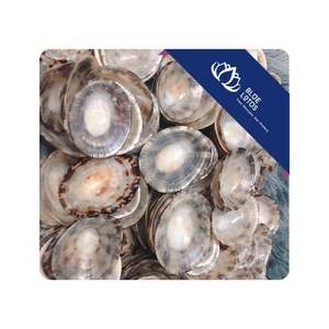 HIGH QUALITY Limpet Shell Use For Handmade <b>Craft</b> Project And Display Application For Wholesale Vietnam - Product Image 1