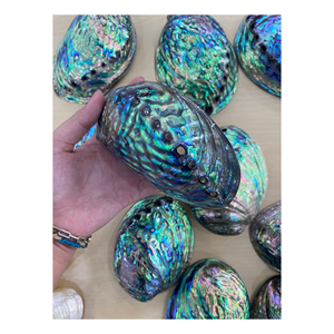 เปลือกหอยหอยเป๋าฮื้อเปลือกหอยทาก - Product Image 3